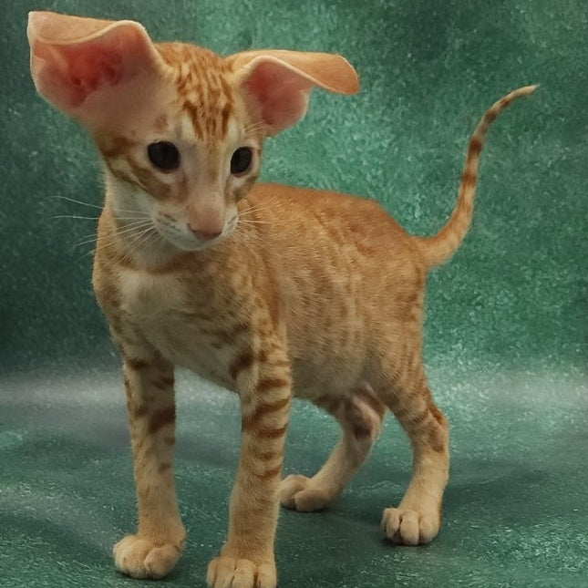 Zachary Oriental Shorthair male, red spotted tabby