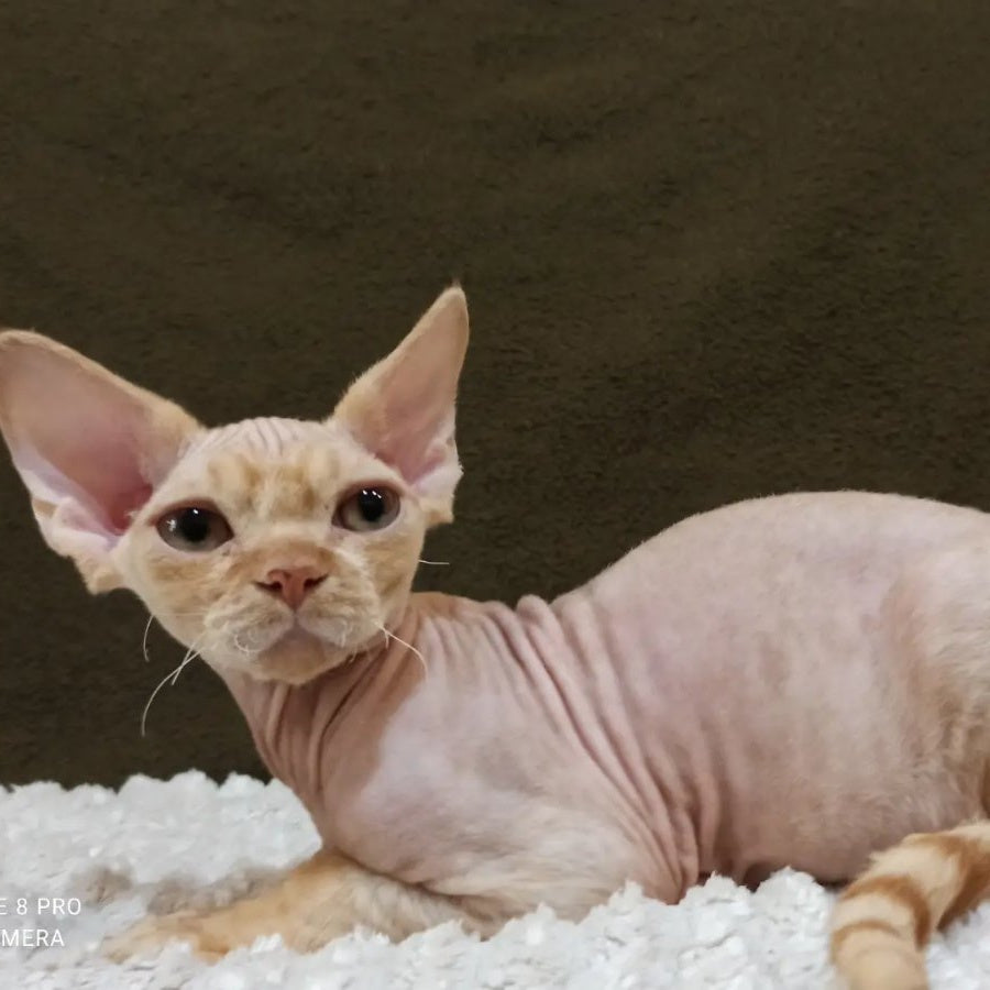 Edgar Devon Rex male, red bicolour tabby