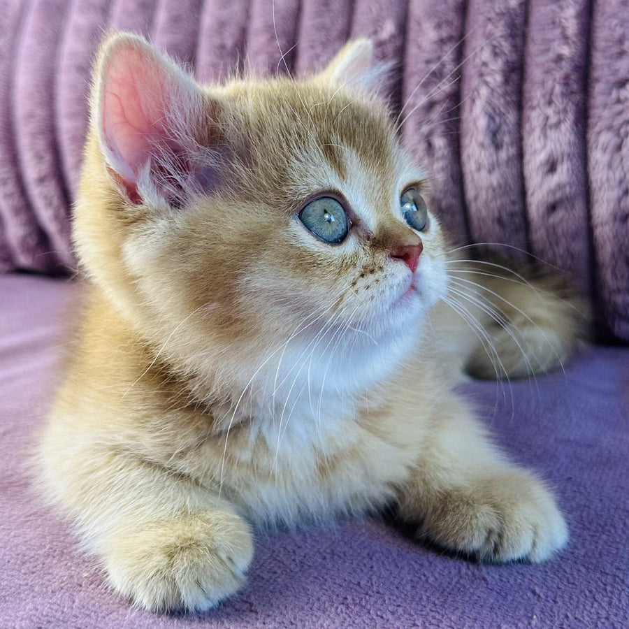 Golden Rose British Shorthair female, cinnamon golden shaded