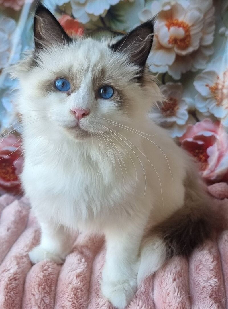 Prohor Siberian male, black pointed with white