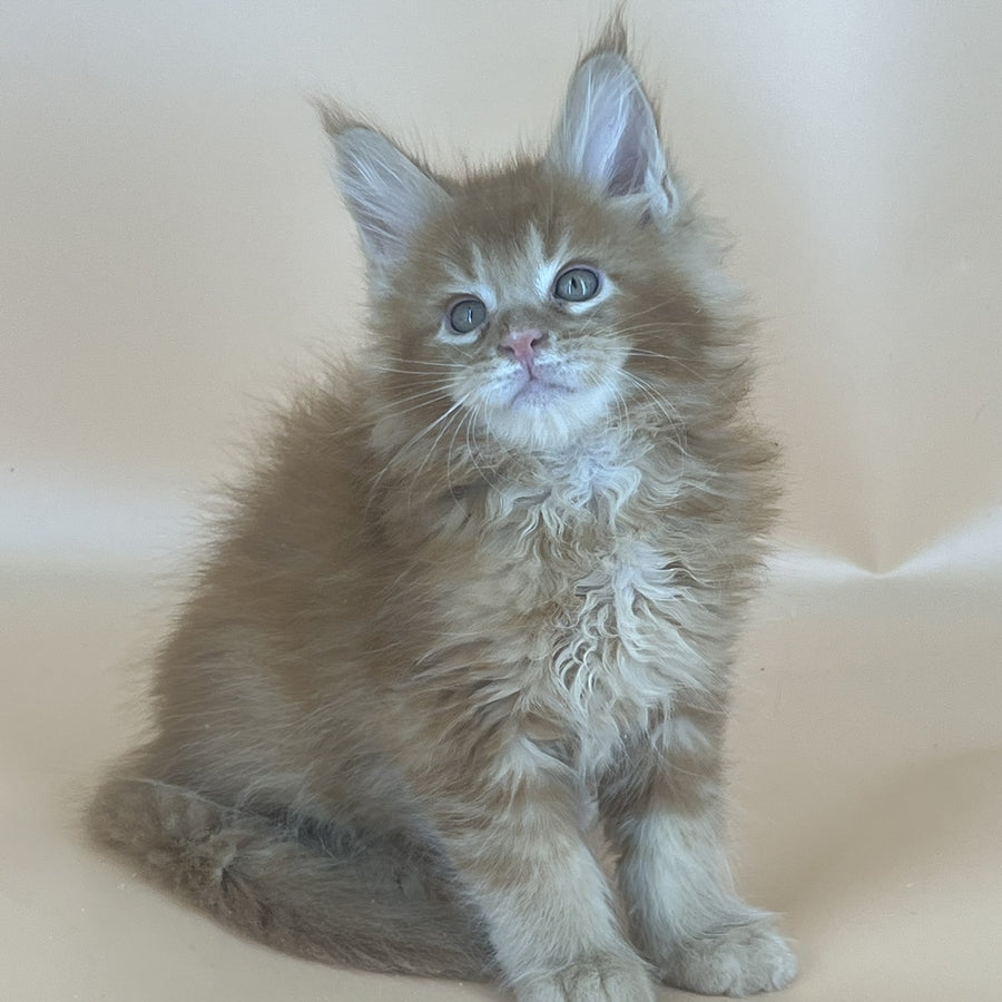 Brandon Maine Coon male, red tabby