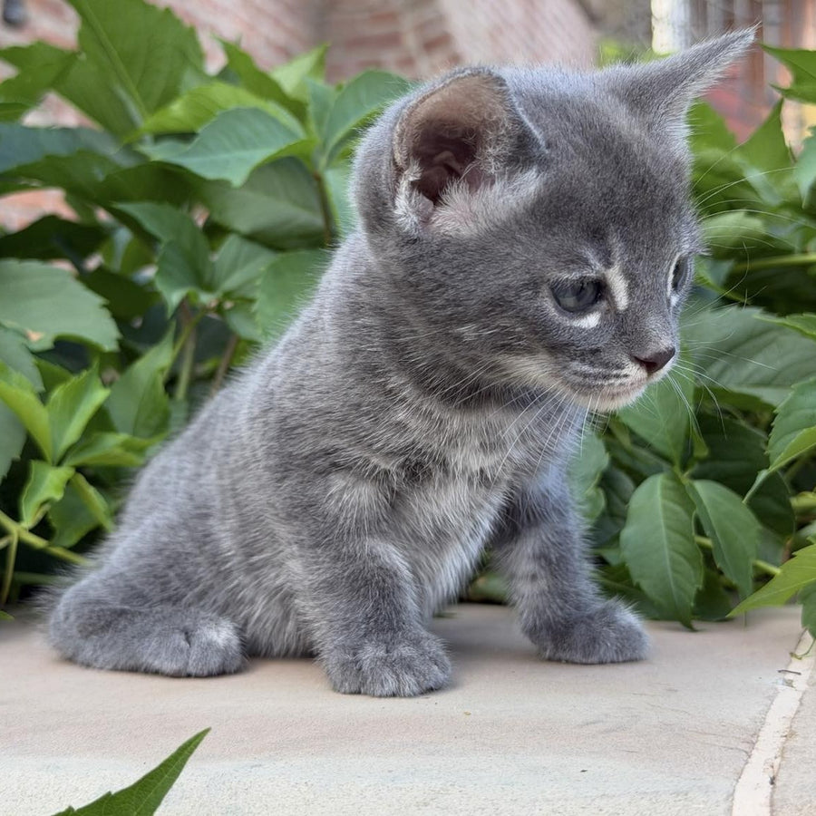 Calvin Bengal male, blue silver spotted tabby