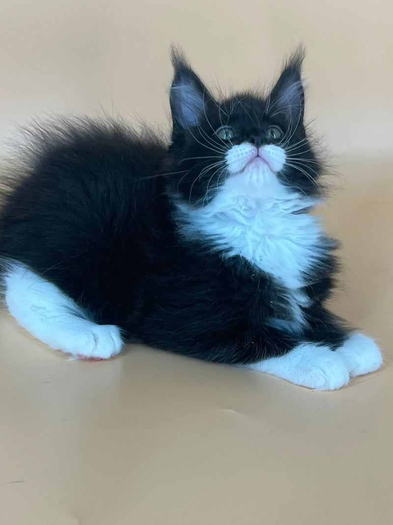 Betmann Maine Coon male, black bicolour