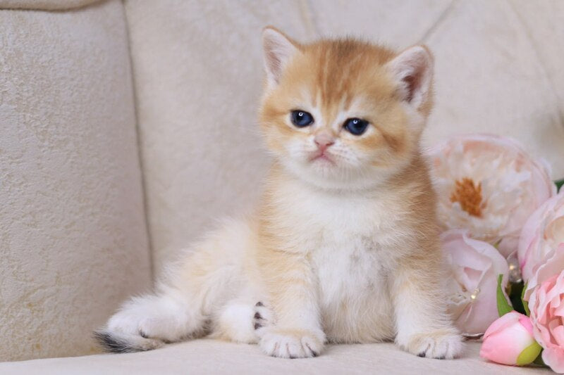 Salvi British Shorthair male black golden chinchilla - live animals