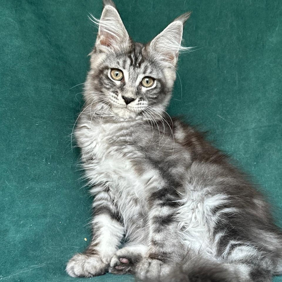 Ivelina Maine Coon female, black silver tabby