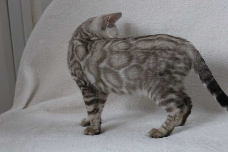 Vakula Bengal male, black spotted tabby pointed