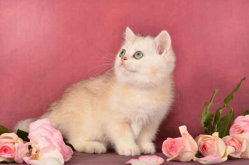 Olivka Scottish Straight female, chocolate tortie silver shaded