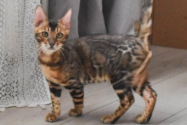 Wolf Bengal male black spotted tabby - live animals