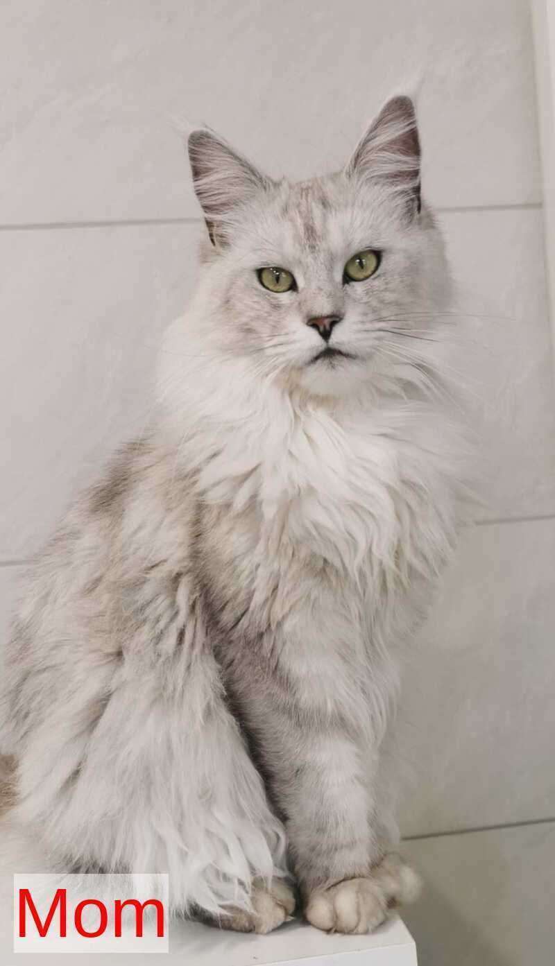Ulina Maine Coon female, black silver shaded