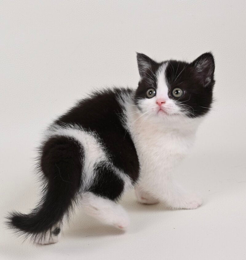 Mia British Shorthair female black bicolour - live animals
