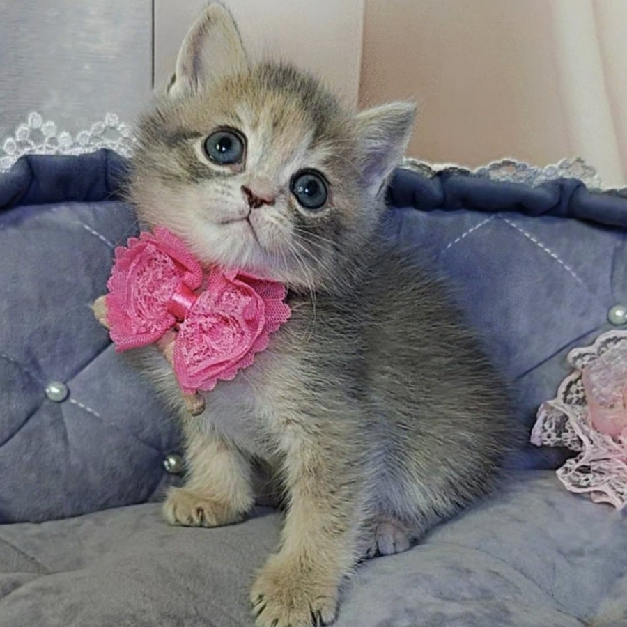 Tyra British Shorthair female, blue tortie