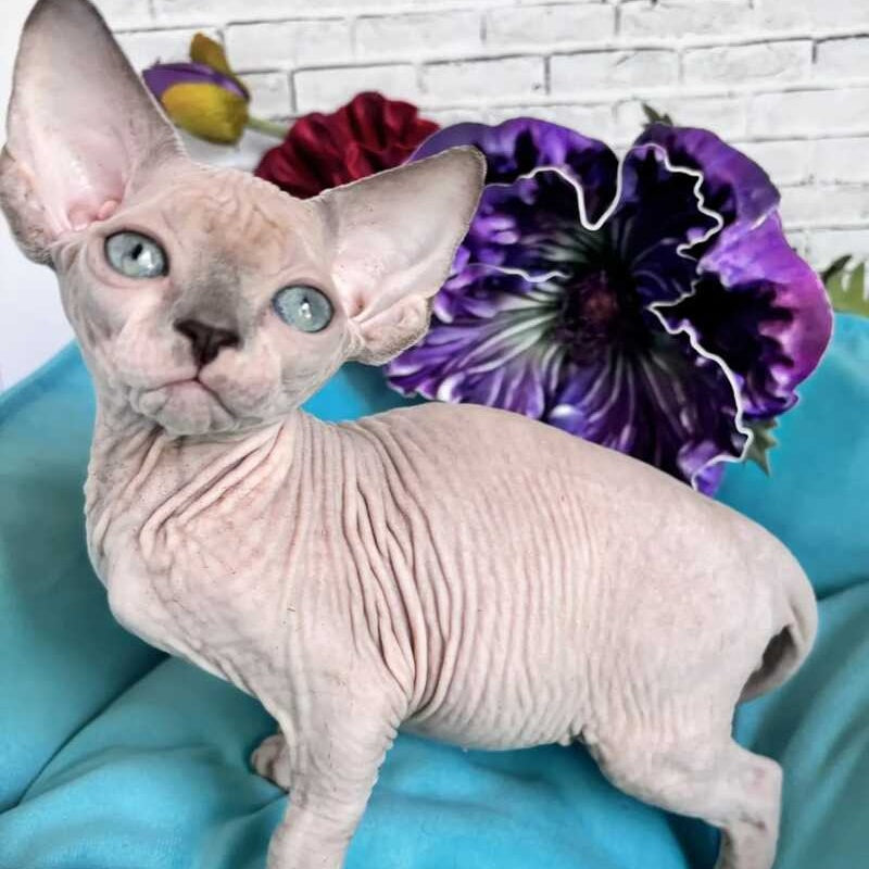 Bazis Canadian Sphynx male, blue pointed bicolour