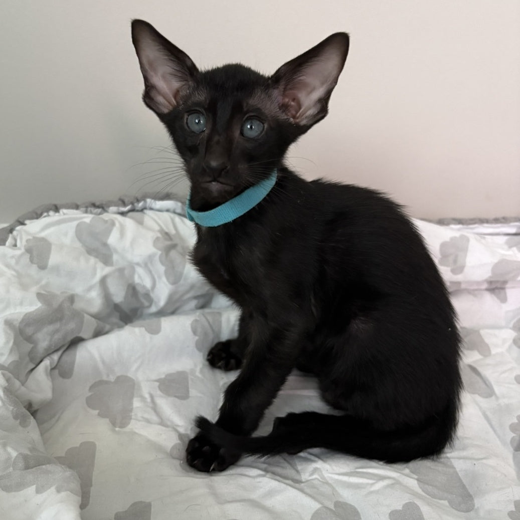 Dexter Oriental Shorthair male, black