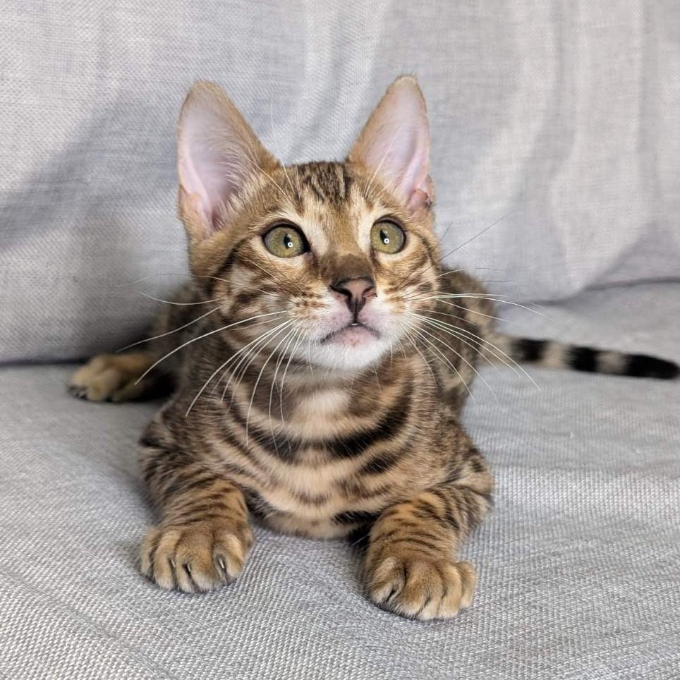 Dexter Bengal male, black spotted tabby