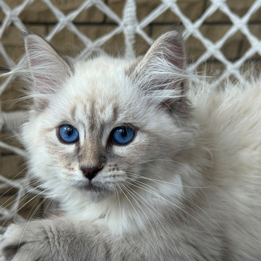 Max Ragdoll male, blue pointed