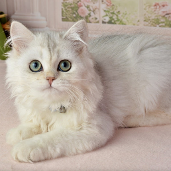 Rina Scottish Straight female, black silver shaded