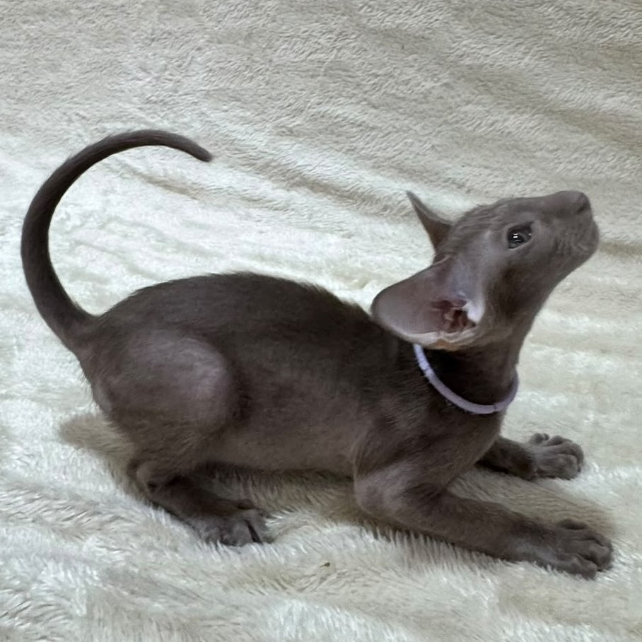 Kenzo Oriental Shorthair male, lilac