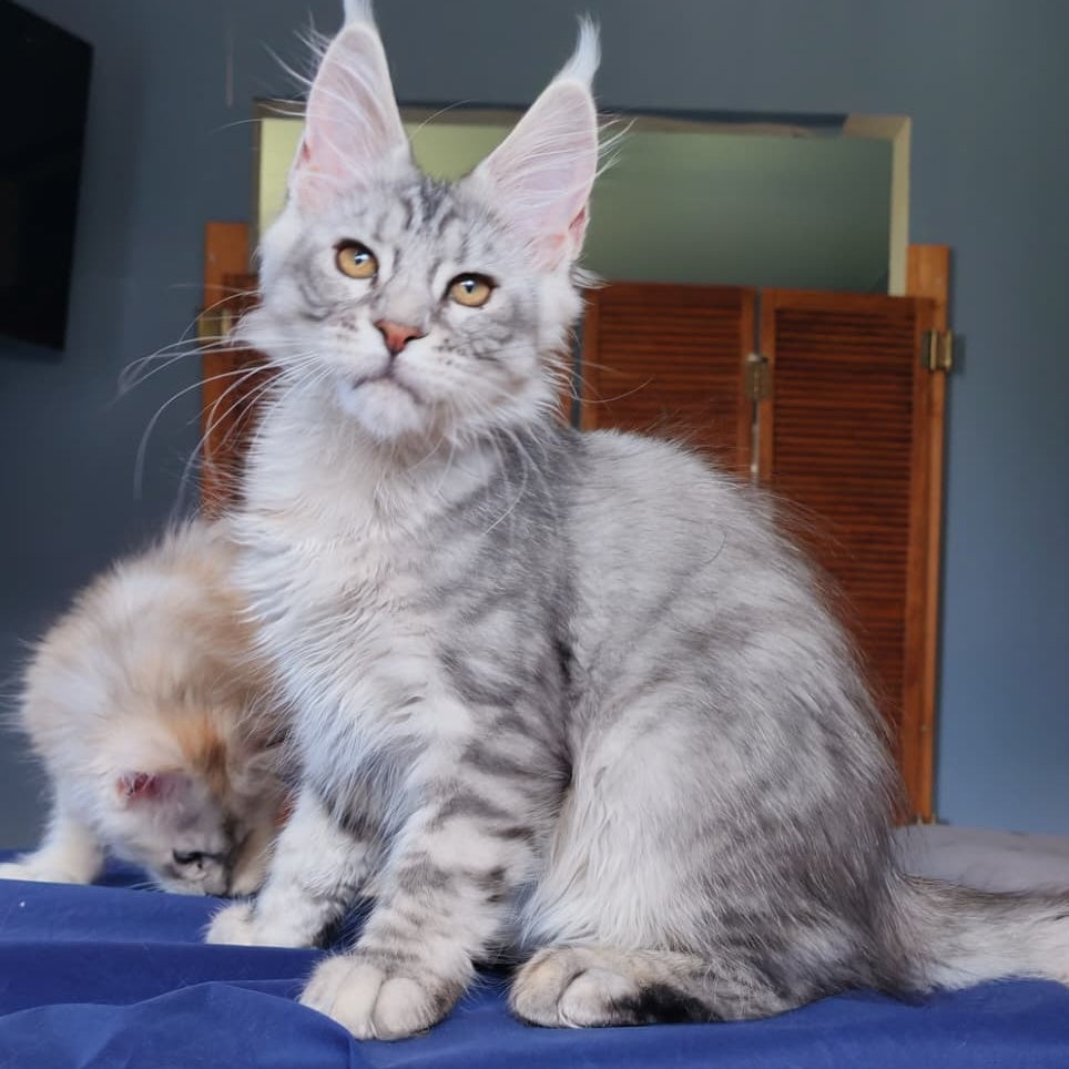 Rachel Maine Coon female, black silver tabby