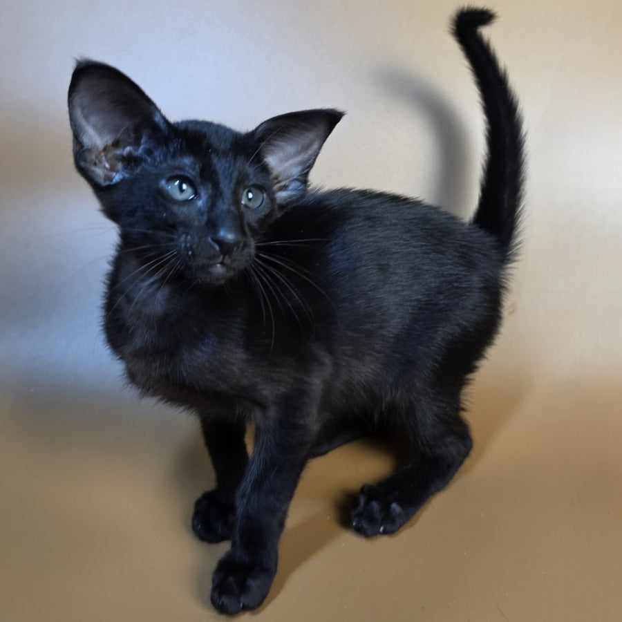 Arya Oriental Shorthair female, black