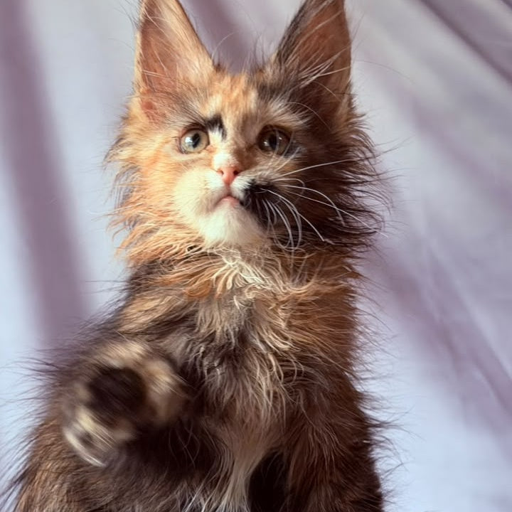 Nami Maine Coon polydactyl 5x5x6x6 female, black tortie with white