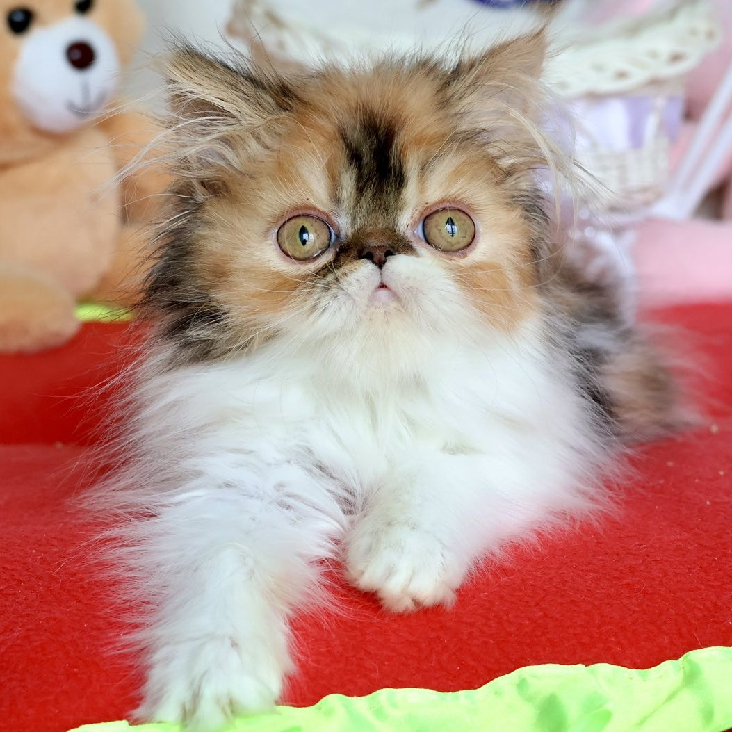 Yummy Persian female, black tortie bicolour