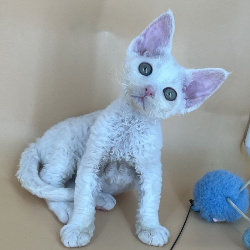 Alma Devon Rex female, white
