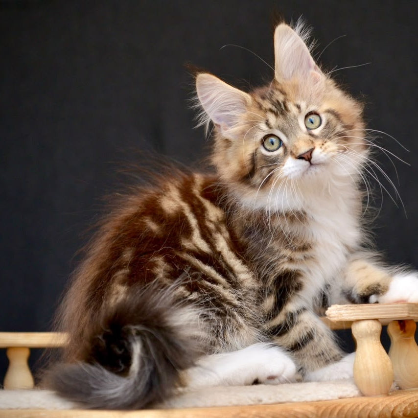 Zeus Maine Coon male, black with white tabby