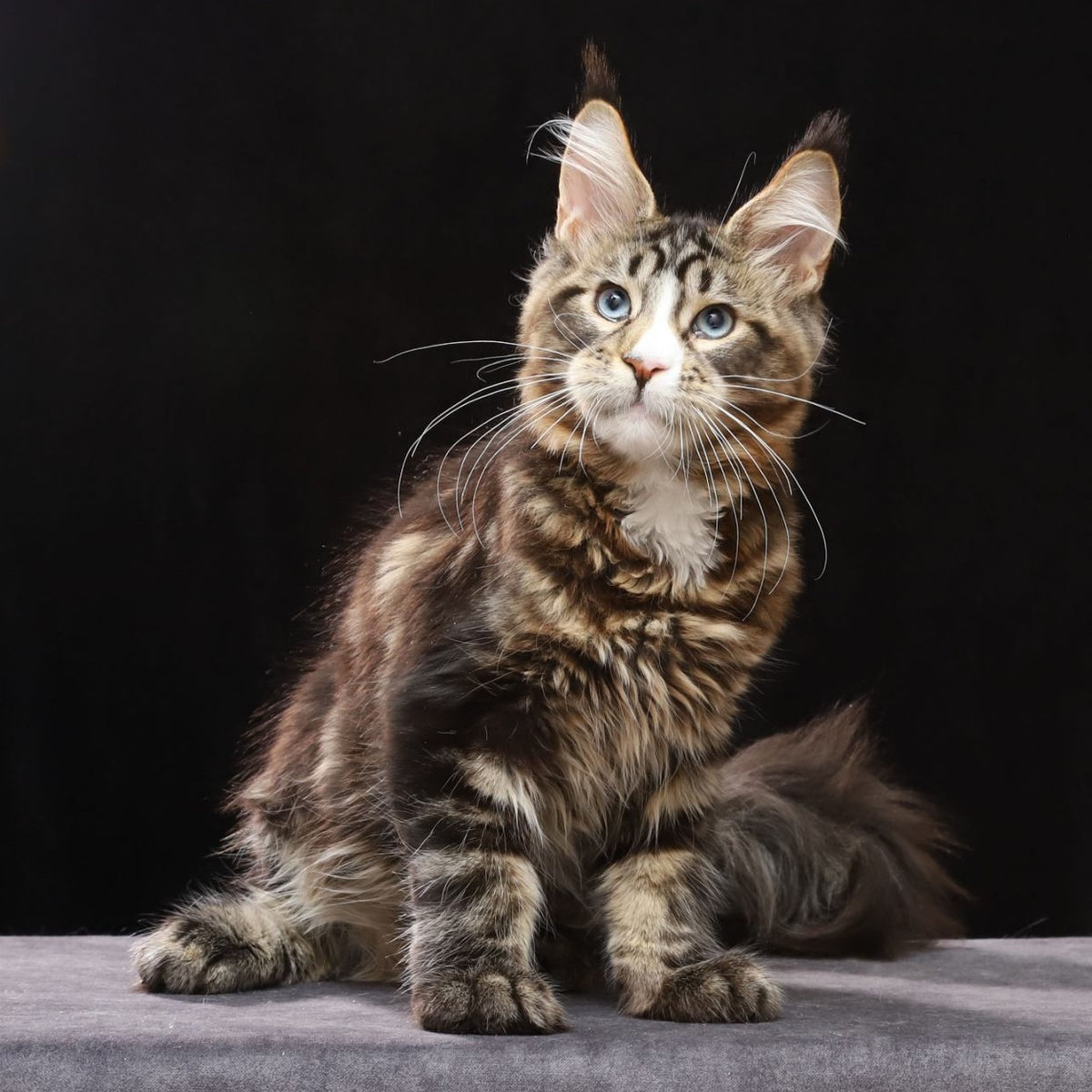 Robson Maine Coon male, black tabby bicolour