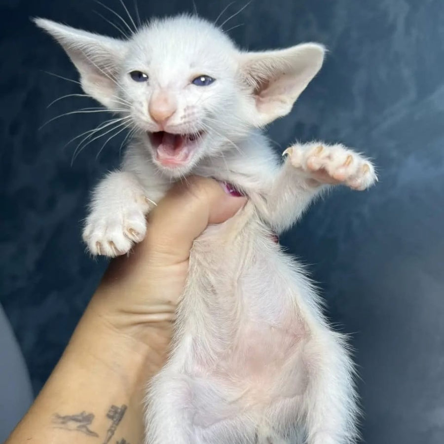 Stella Oriental Shorthair female, white