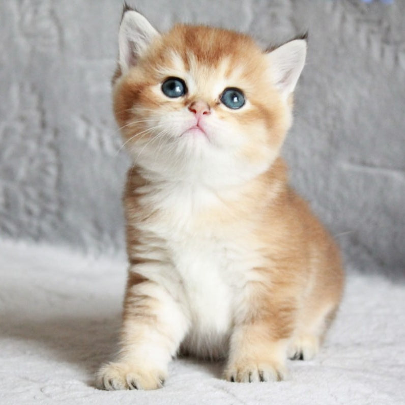 Latte British Shorthair male, black golden shaded