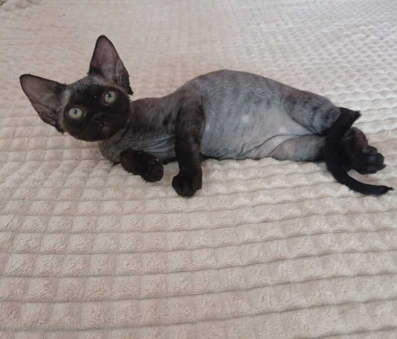 Jinnah Devon Rex female, black
