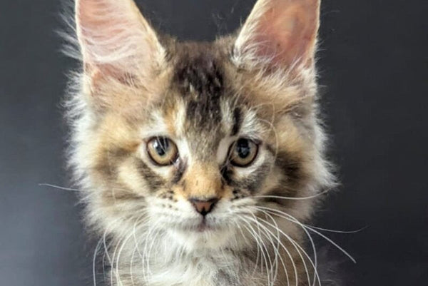 Cutie Maine Coon female black tortie ticked tabby live animals