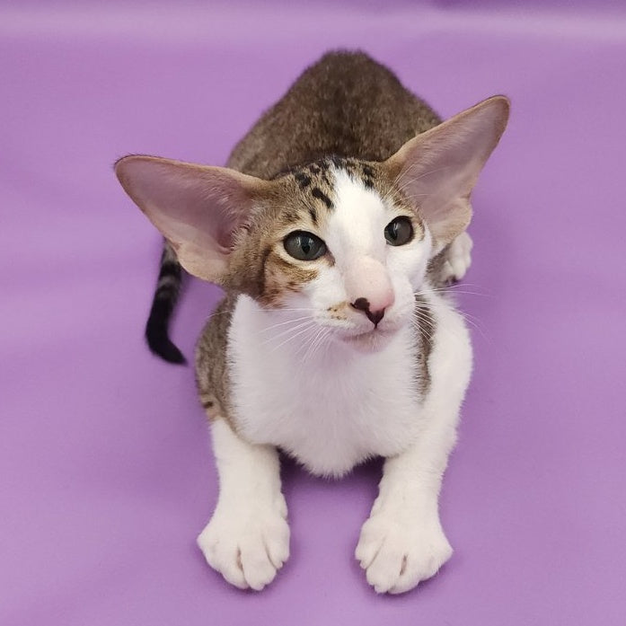 Winston Oriental Shorthair male, chocolate spotted tabby bicolour