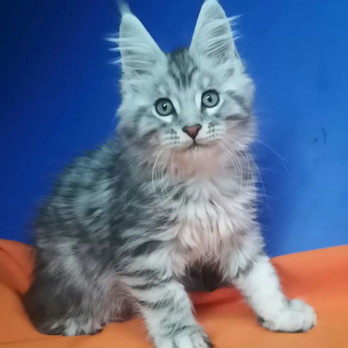 Iris Maine Coon male, black silver spotted tabby