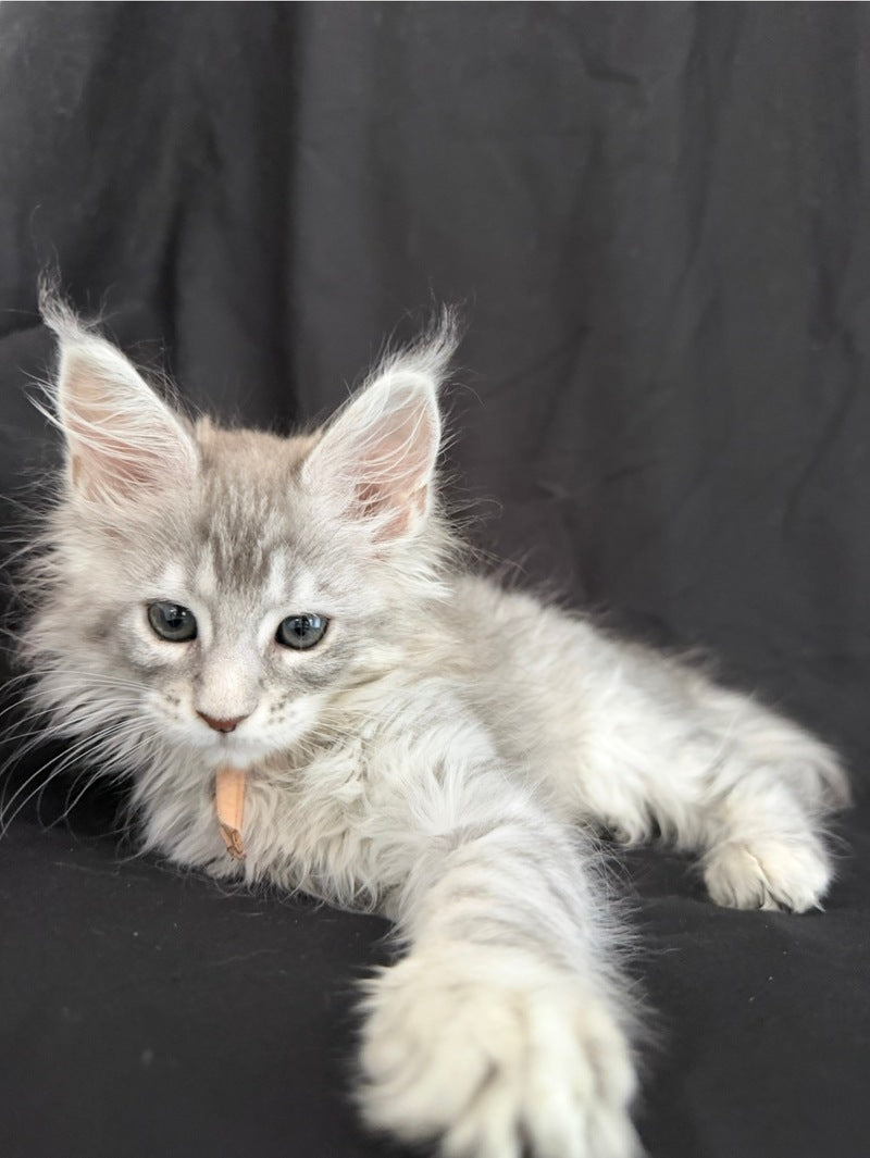 Zarqa Maine Coon female, blue silver tabby