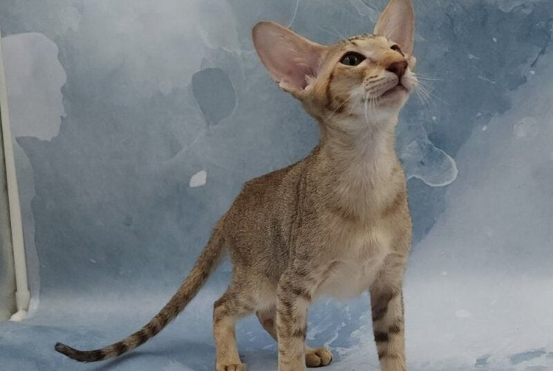 Marian Oriental Shorthair female, chocolate tortie spotted tabby