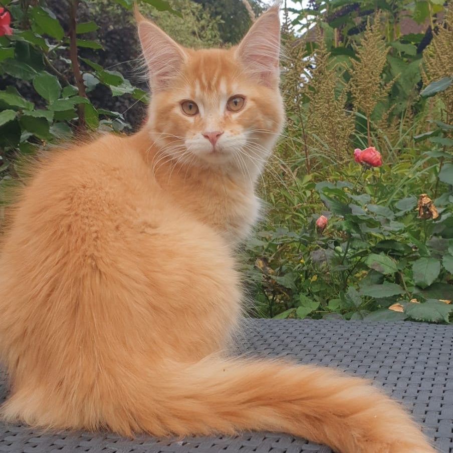 Hugo Maine Coon male, red ticked tabby