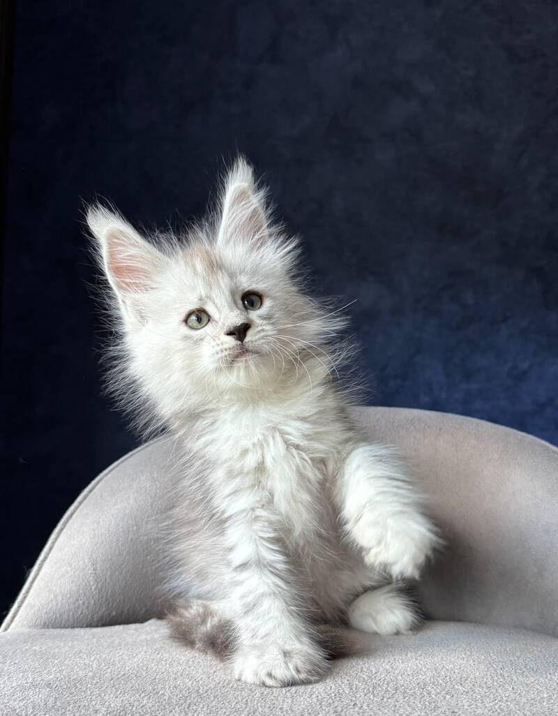Imp Maine Coon male, black silver spotted tabby