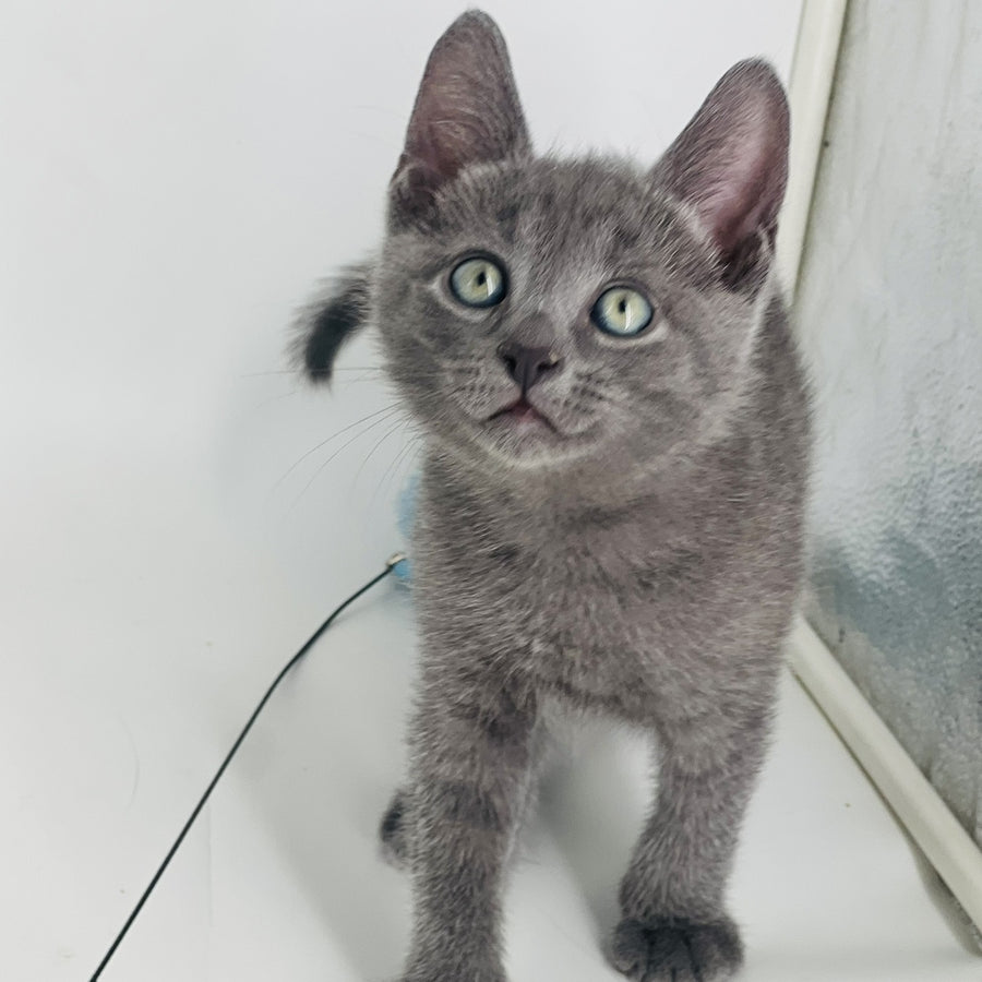 Archie Russian Blue male, blue