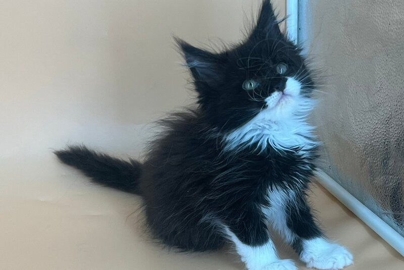 Berta Maine Coon female, black bicolour