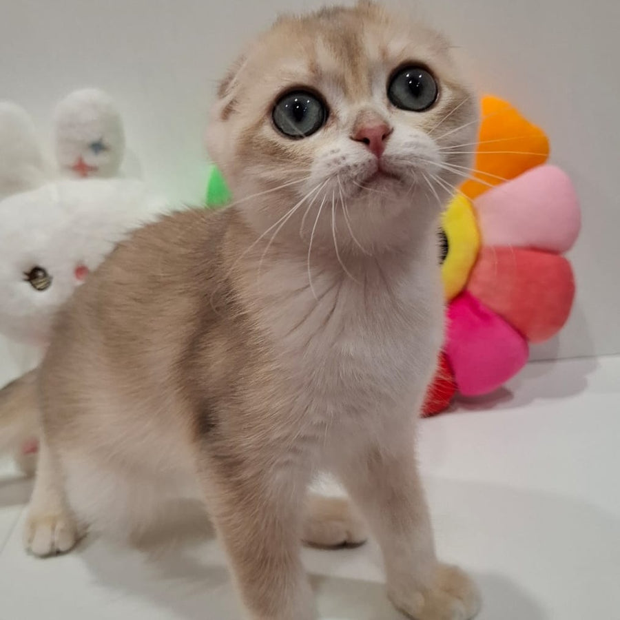 Xavier Scottish Fold male, blue golden chinchilla