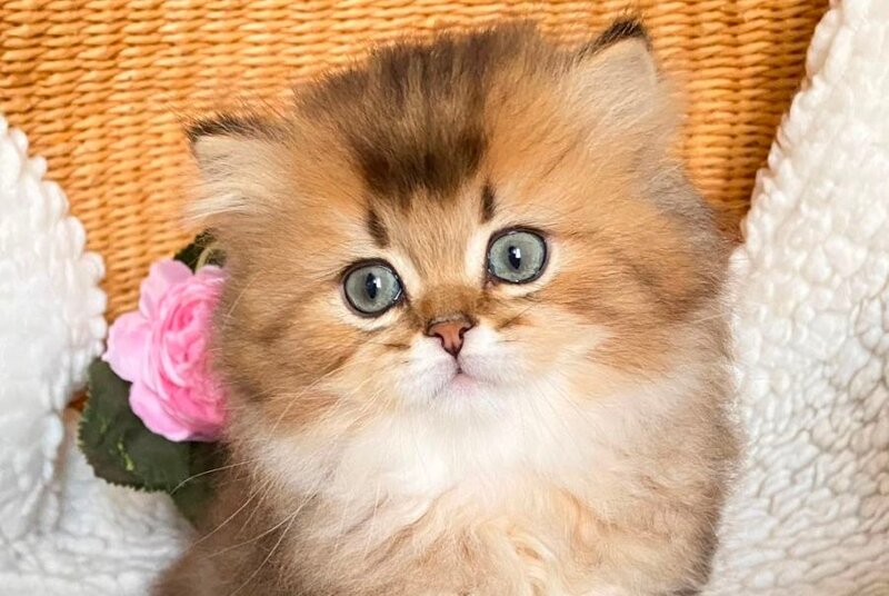 Ulis British Longhair male, black golden ticked tabby