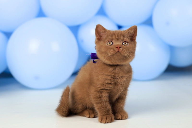 Zachar British Shorthair male, cinnamon