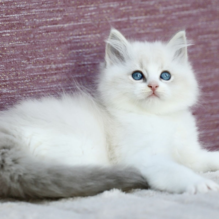 Lenox Ragdoll male, blue bicolour tabby