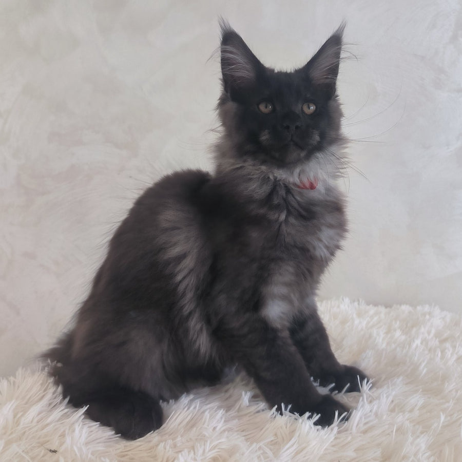 Xander Maine Coon male, black silver