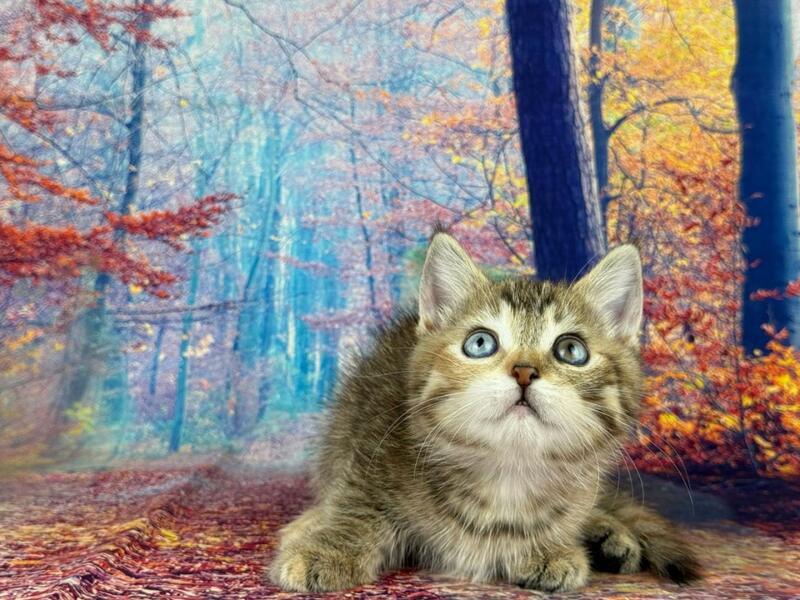Zlata Munchkin female, black tortie spotted tabby with white