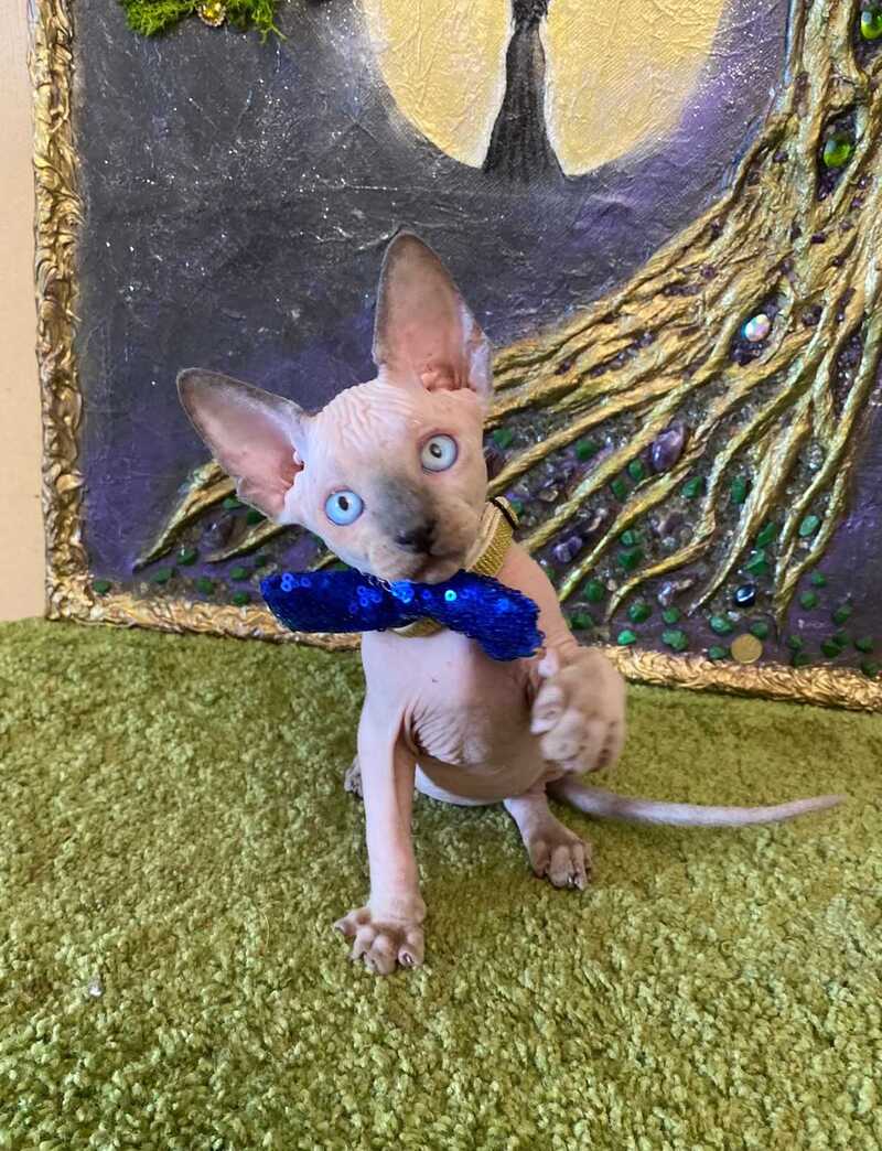 Alex Canadian Sphynx male, blue pointed