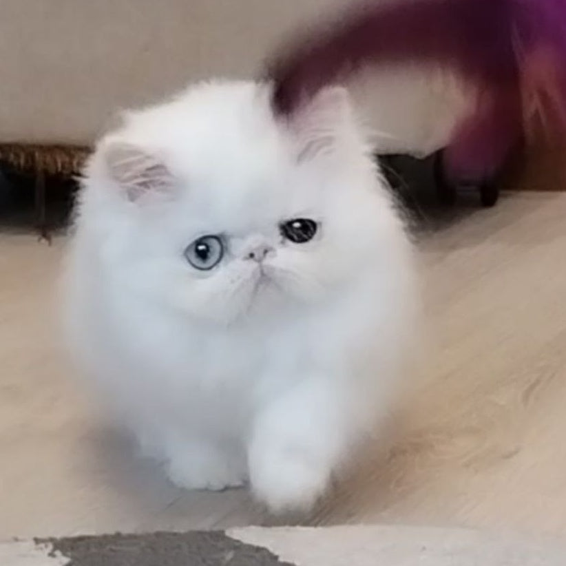 Holly Persian female, white