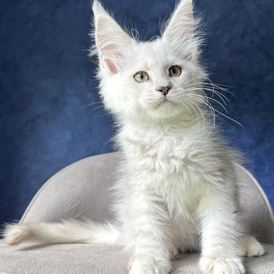 Webb Maine Coon male, black silver shaded