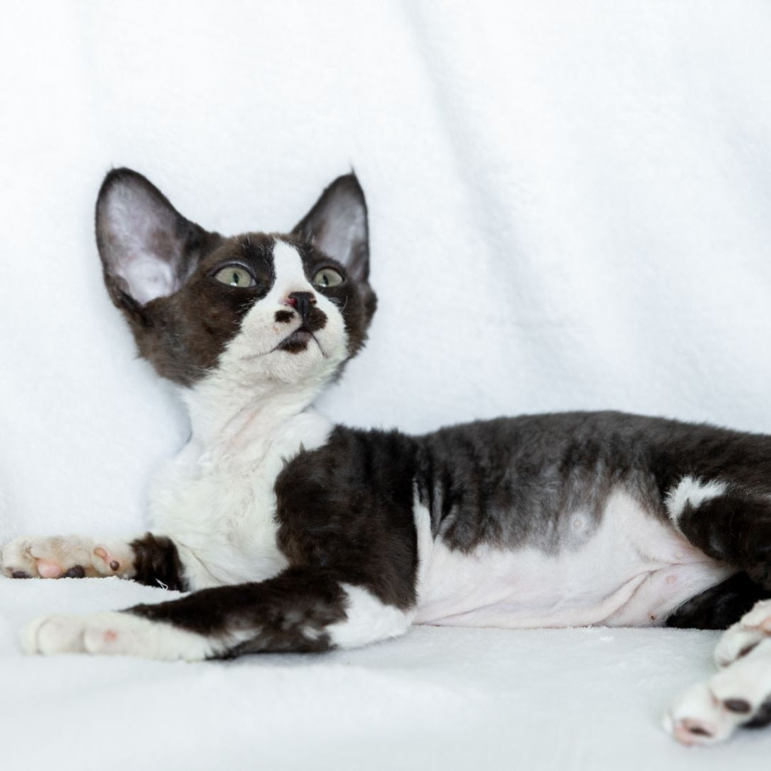 Princess Devon Rex female, black bicolour